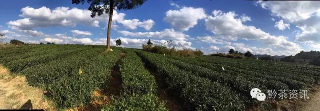 凤冈富硒茶哪里有卖呀