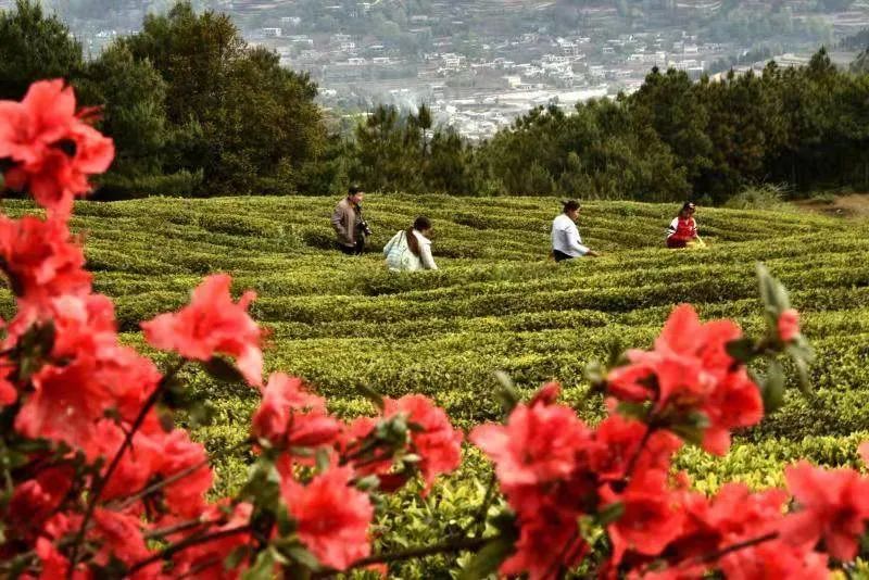 凤冈富硒茶哪里有卖呀