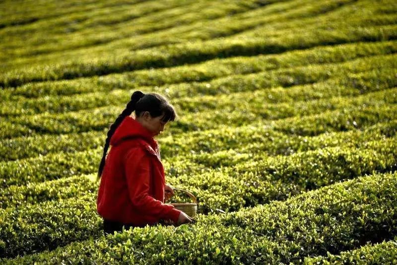 凤冈富硒茶哪里有卖呀