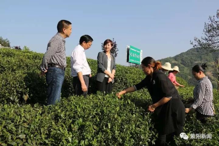 紫阳富硒茶卖向哪里了