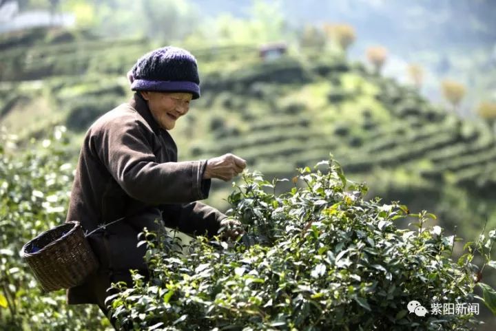 紫阳富硒茶卖向哪里了