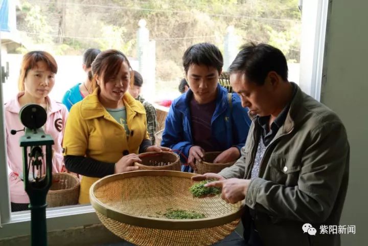 紫阳富硒茶卖向哪里了