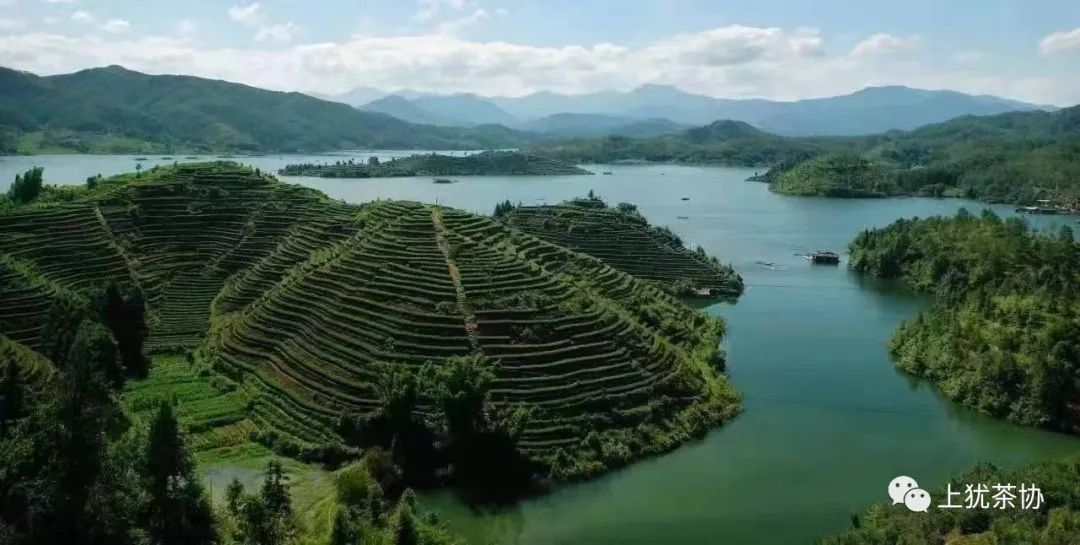 富硒茶什么牌的好喝点