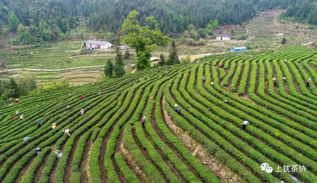 富硒茶什么牌的好喝点