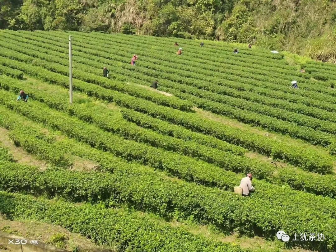 富硒茶什么牌的好喝点