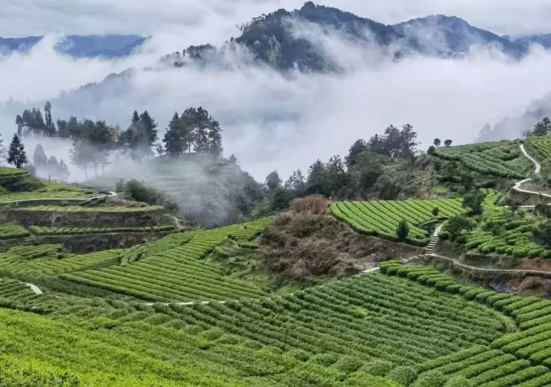 安康富硒茶白茶怎么样