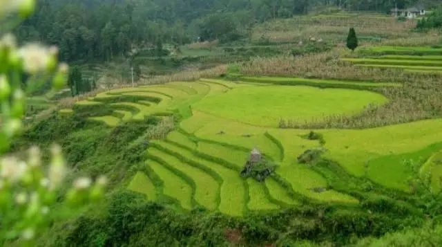 江津富硒茶价格多少钱