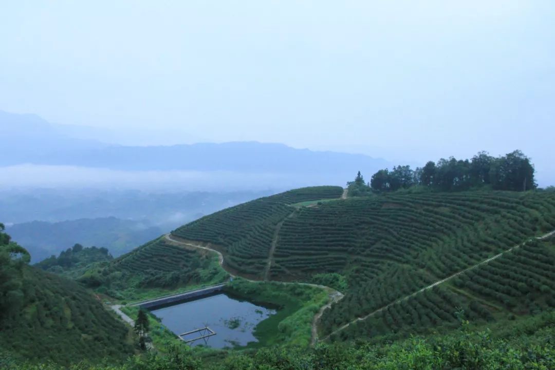 江津富硒茶价格多少钱