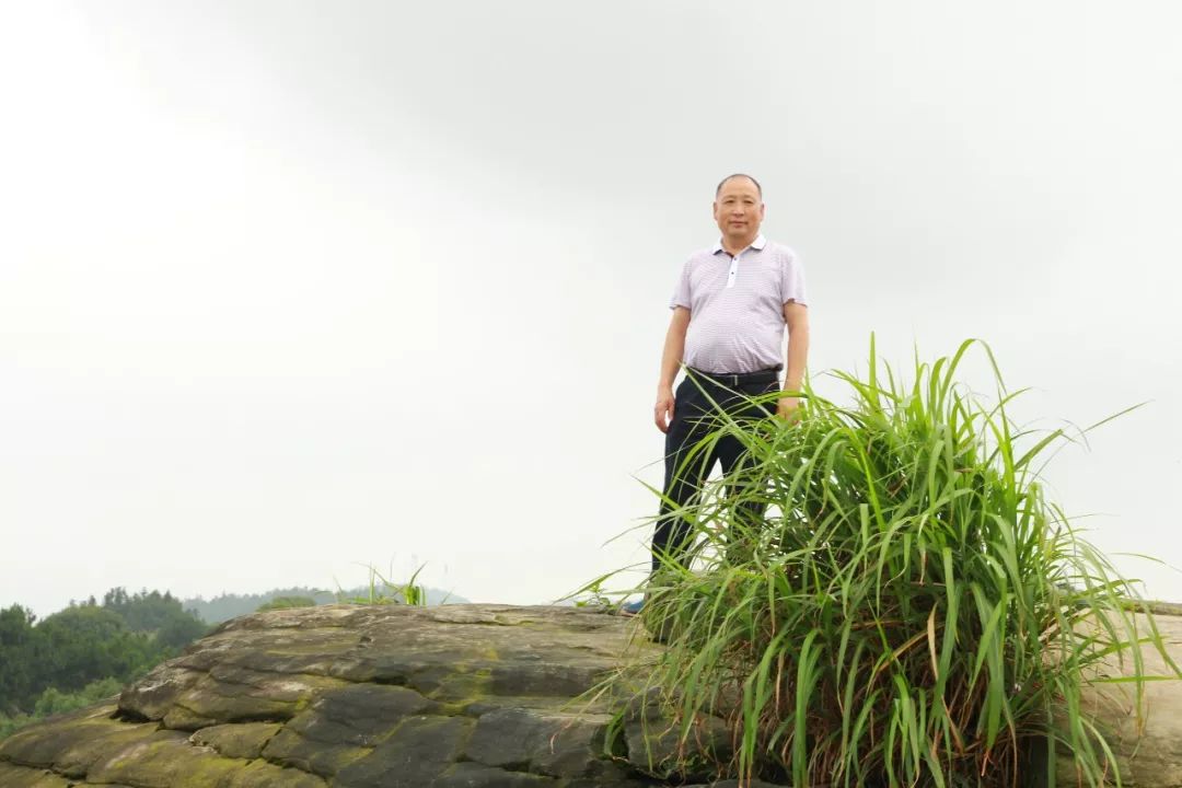 江津富硒茶价格多少钱