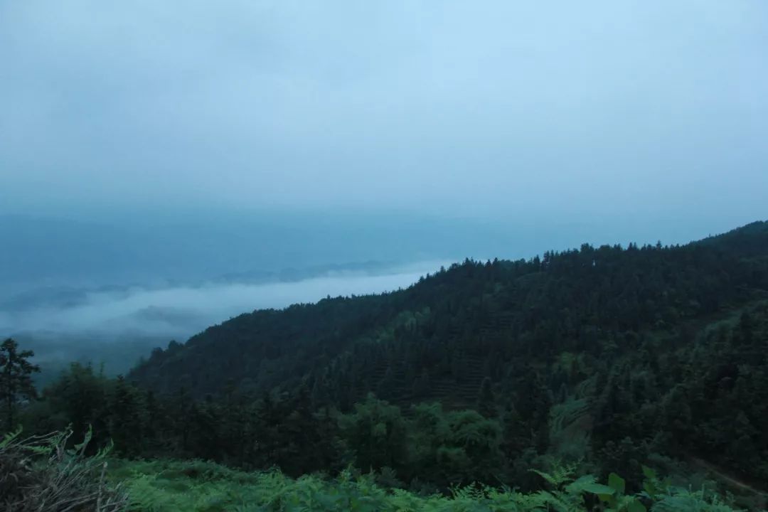 江津富硒茶价格多少钱