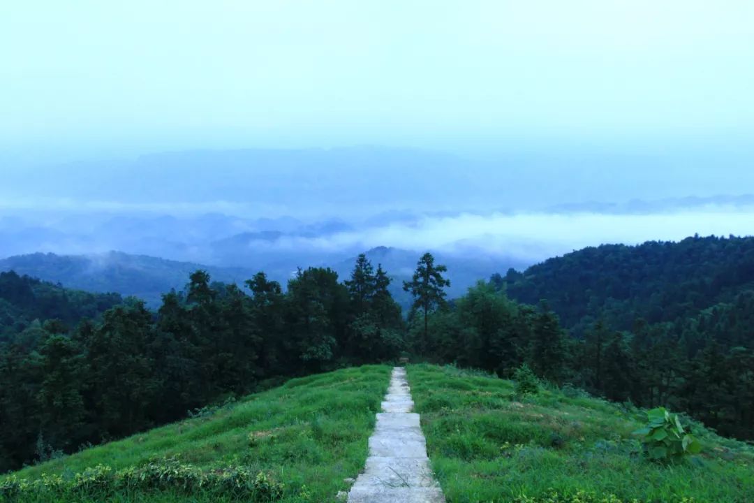 江津富硒茶价格多少钱