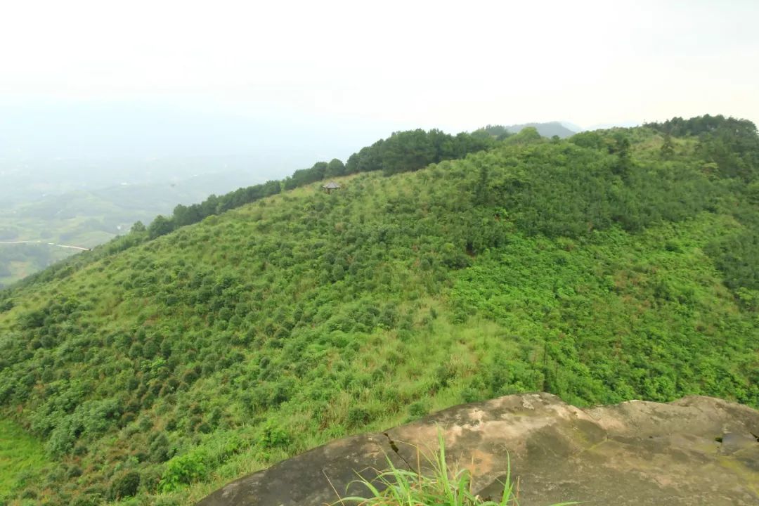 江津富硒茶价格多少钱