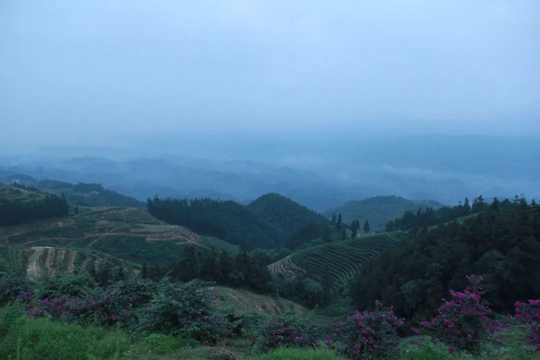 江津富硒茶价格多少钱