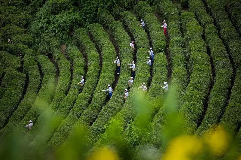 关于焕古富硒茶的诗句