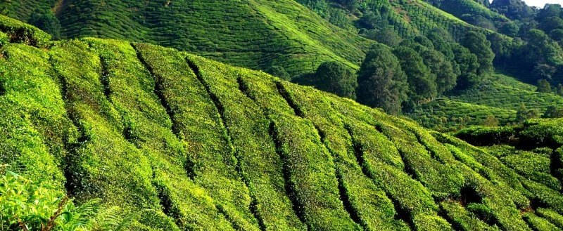 富硒茶属于什么茶类