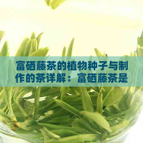 富硒藤茶的植物种子与制作的茶详解：富硒藤茶是什么植物？