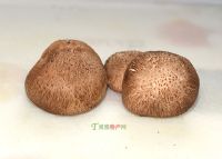 土家族恩施富硒茶抗癌