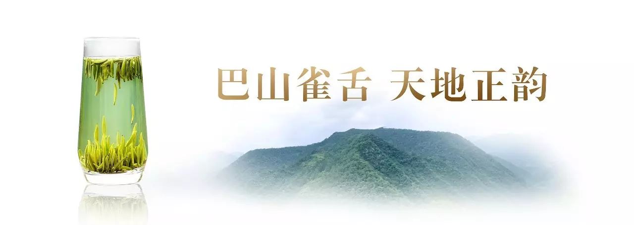 富硒茶就是巴山雀舌吗