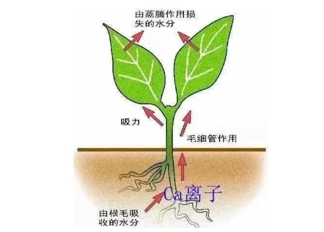 什么菜最补钙