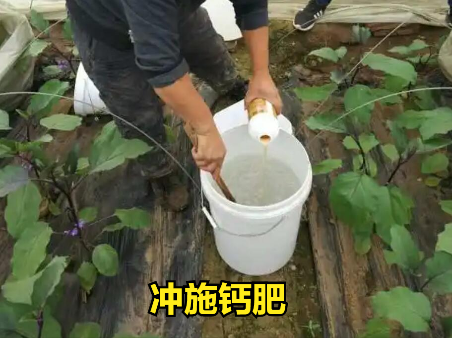 什么菜最补钙