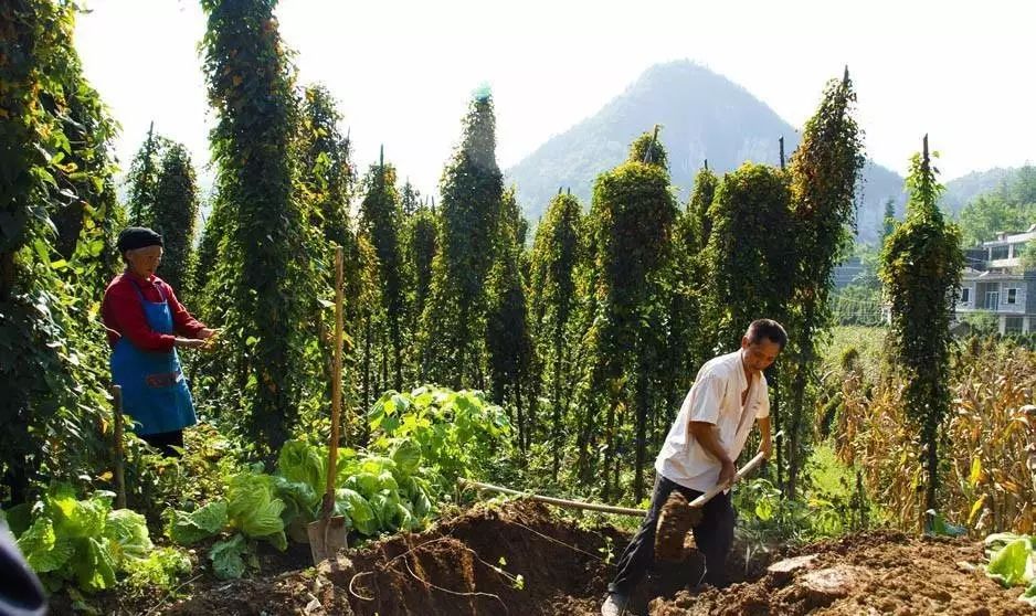 富硒藤茶哪个品牌的好