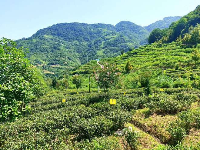 贵州开阳富硒茶怎么样