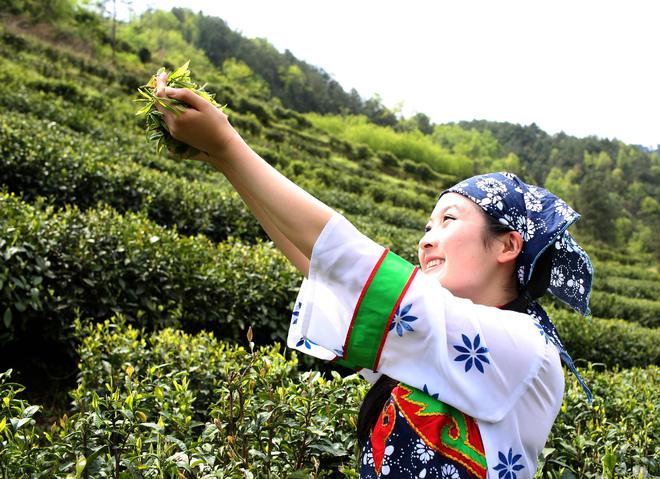 贵州开阳富硒茶怎么样