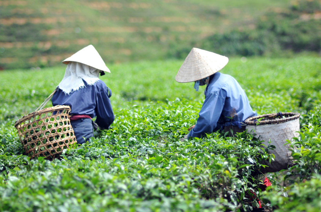 紫阳富硒茶朋友圈文案