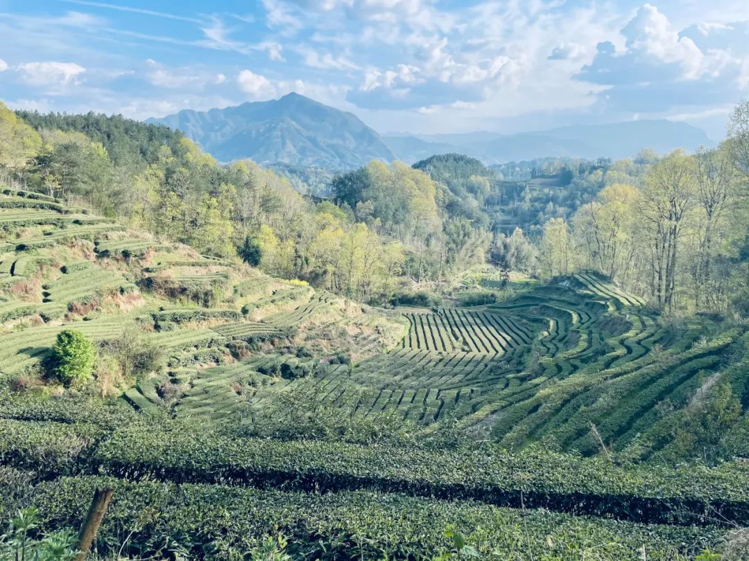 紫阳富硒茶朋友圈文案