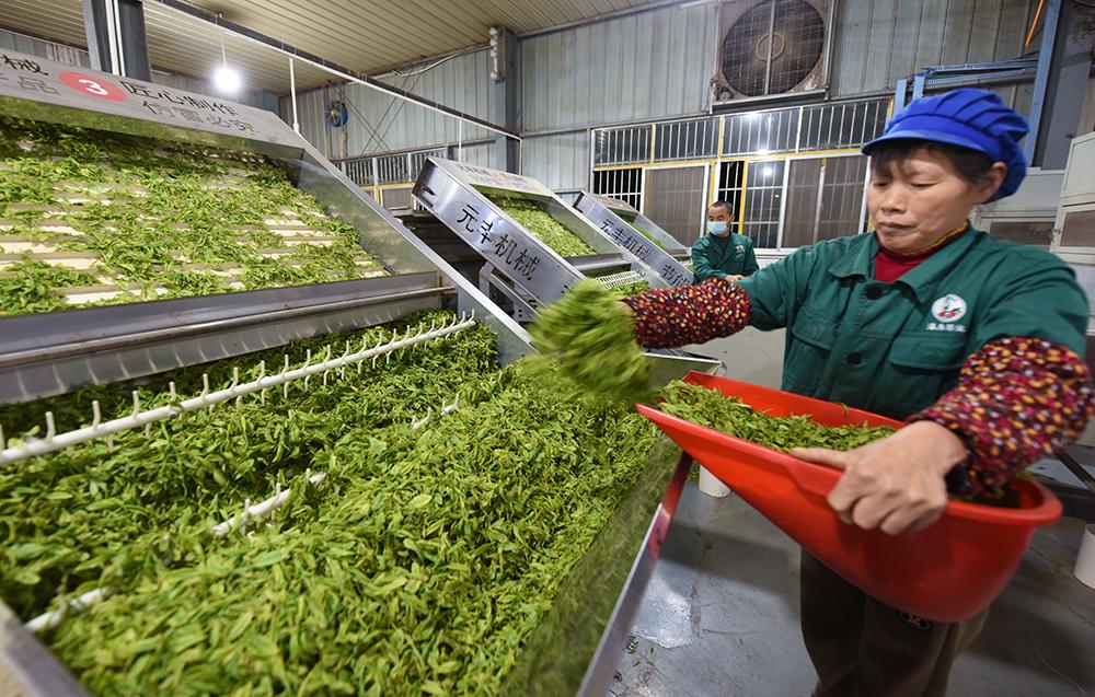 湖北恩施富硒茶生产商