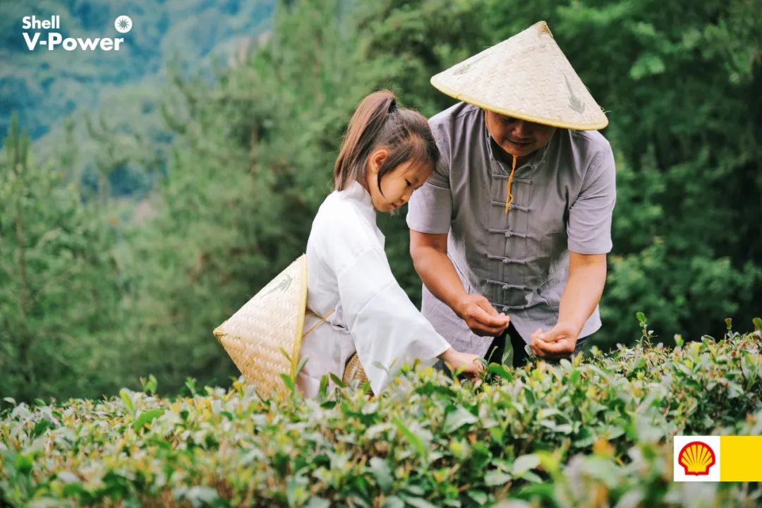 紫阳富硒茶的制作方法