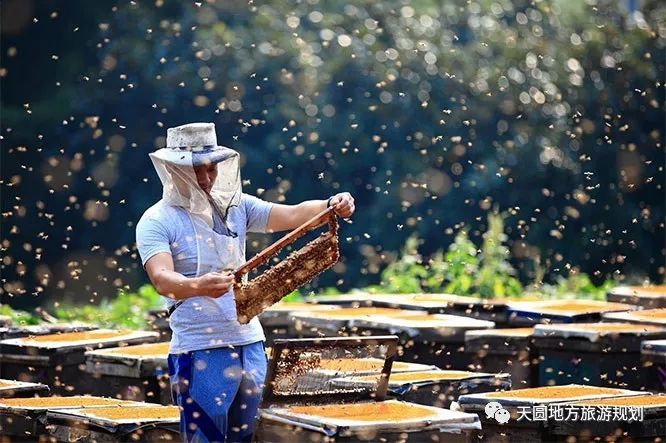 富硒茶基地在什么地方