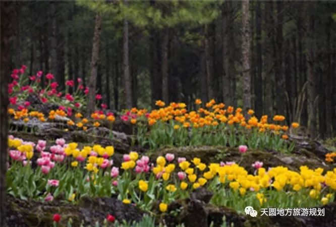 富硒茶基地在什么地方