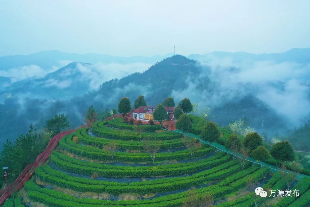 富硒茶是由什么制成的