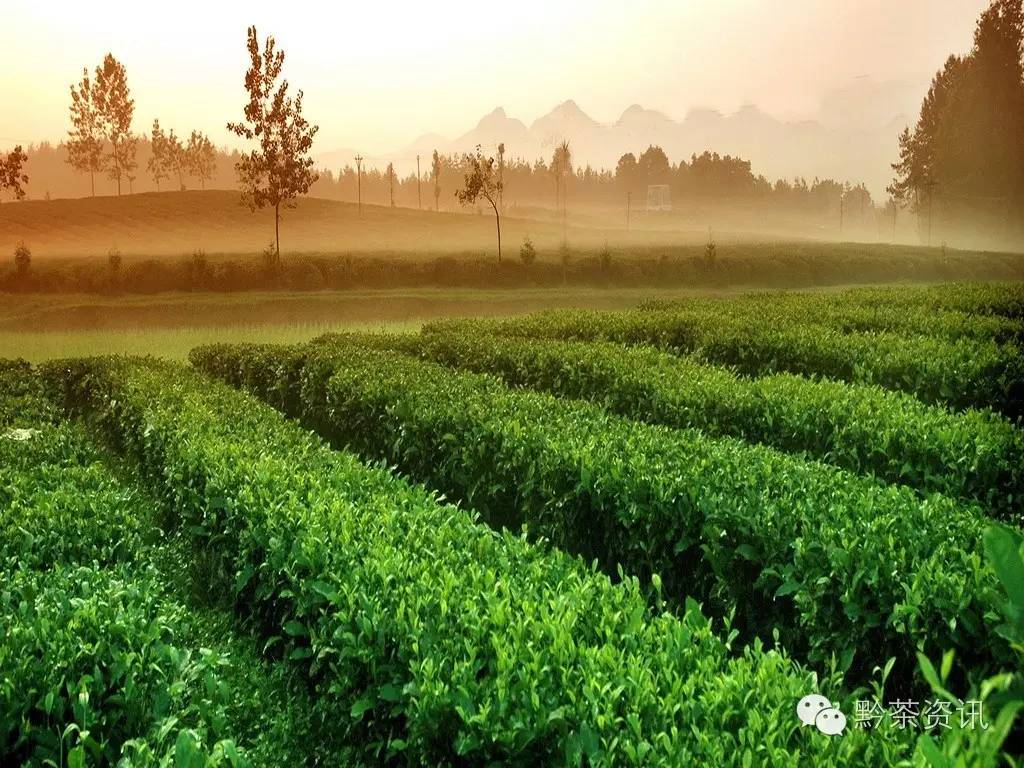 富硒茶产地是哪里的好