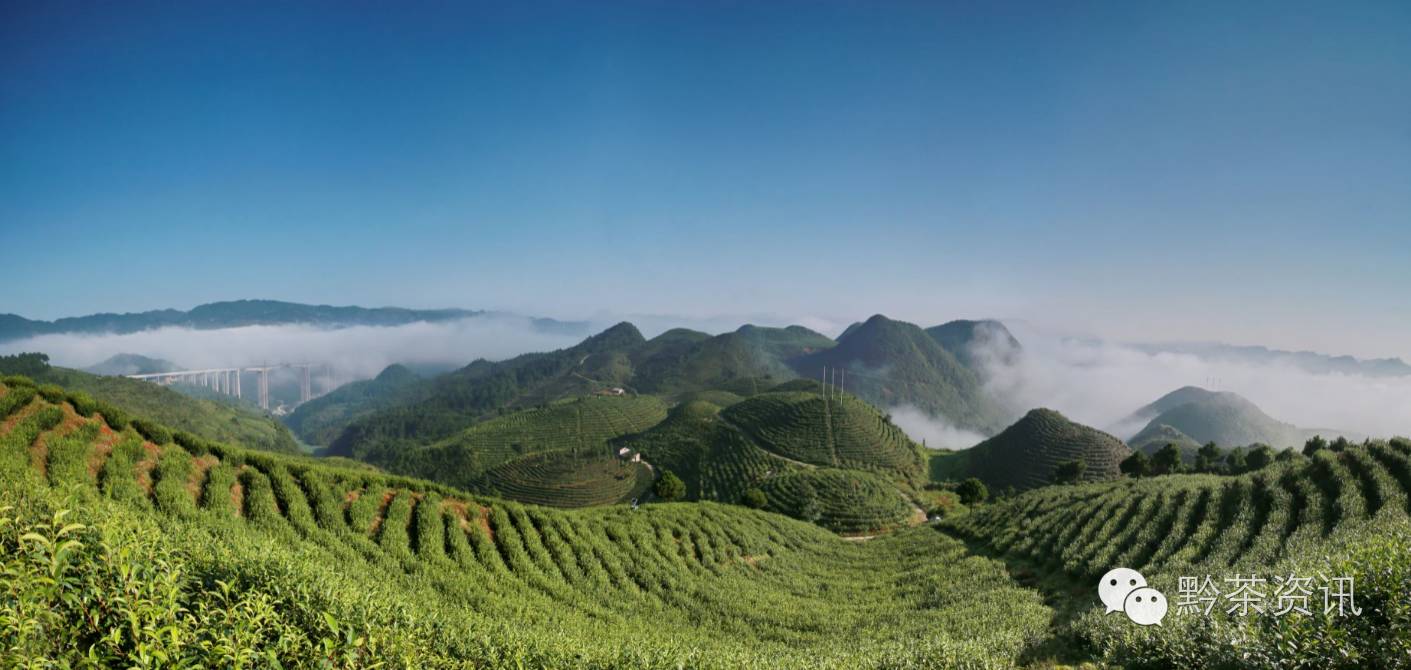 富硒茶产地是哪里的好