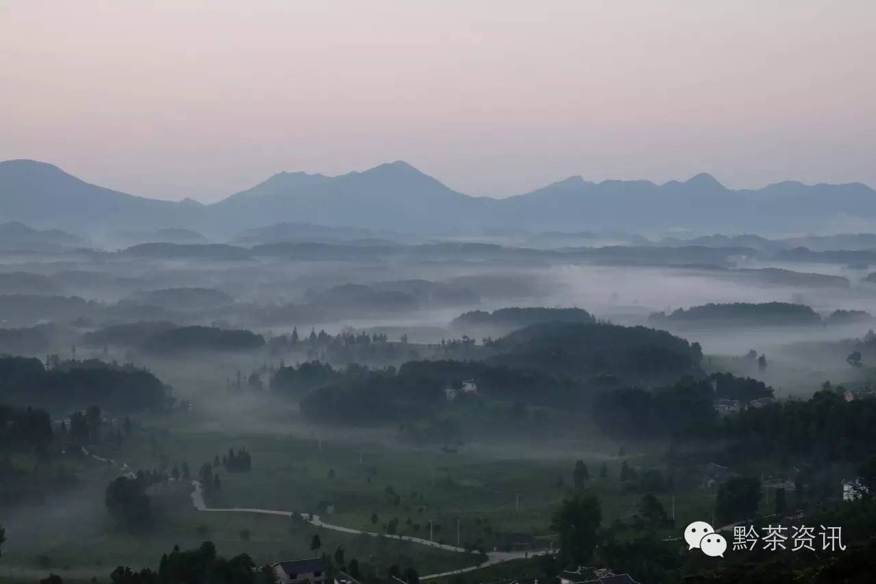 富硒茶产地是哪里的好