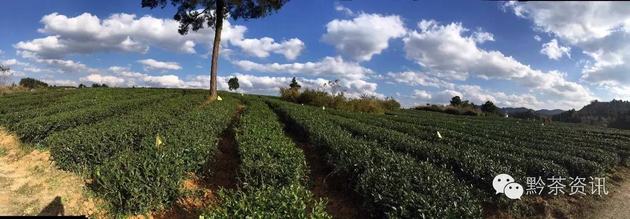 富硒茶产地是哪里的好