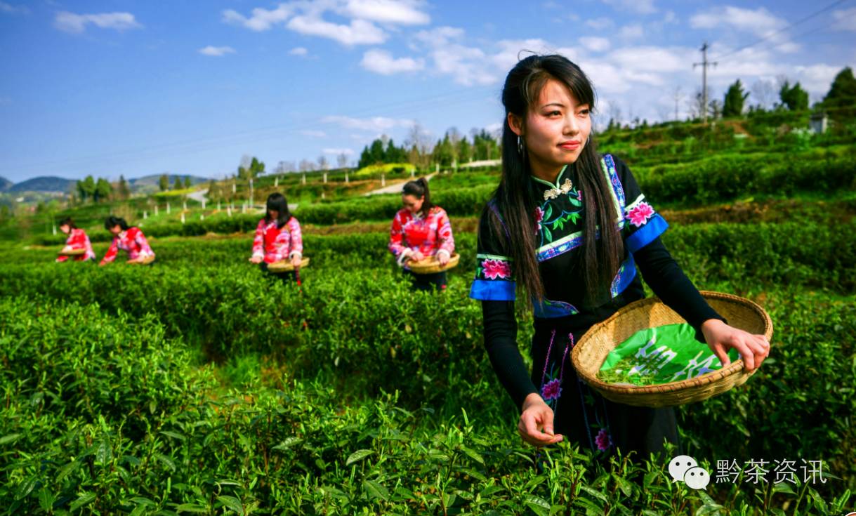 富硒茶产地是哪里的好