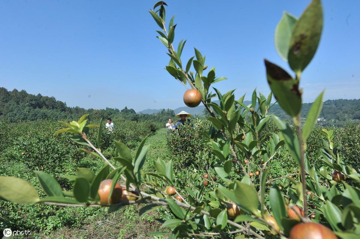 茶籽富硒油怎么吃好吃