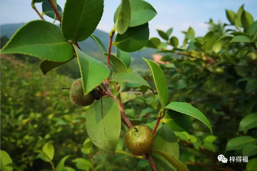 茶籽富硒油怎么吃好吃