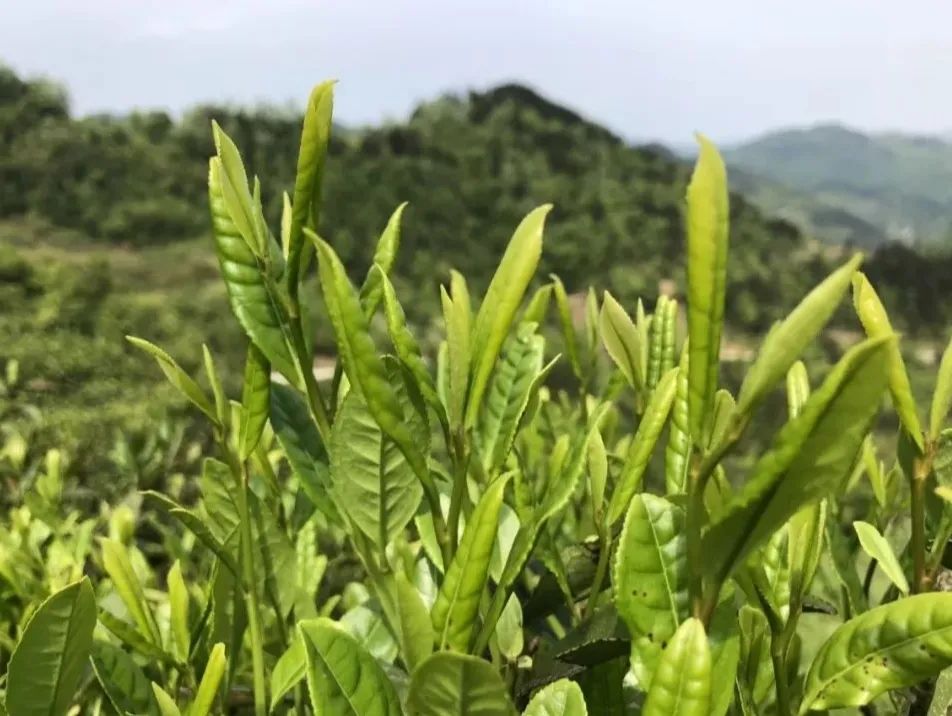 富硒茶叶宴是什么茶香