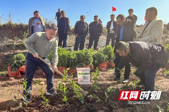 重庆富硒桑叶茶生产商