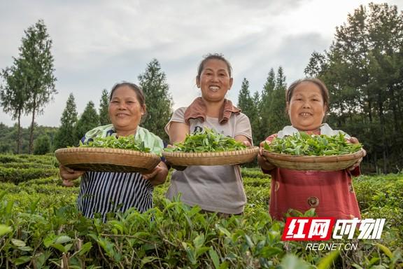 重庆富硒桑叶茶生产商