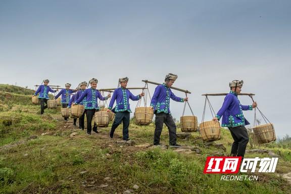 重庆富硒桑叶茶生产商