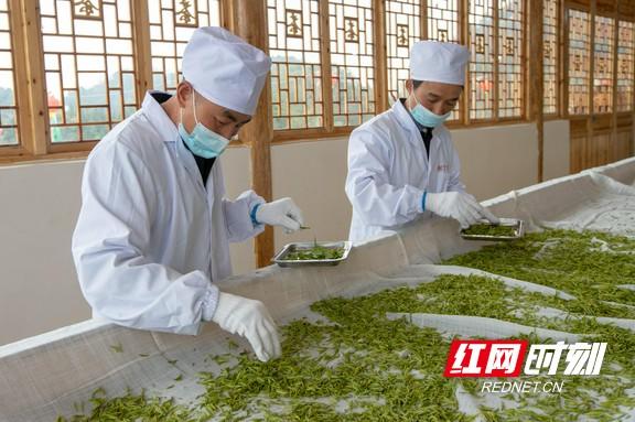 重庆富硒桑叶茶生产商