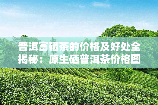 普洱富硒茶的价格及好处全揭秘：原生硒普洱茶价格图片一览