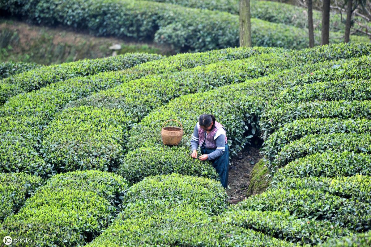 富硒茶有安神的作用吗