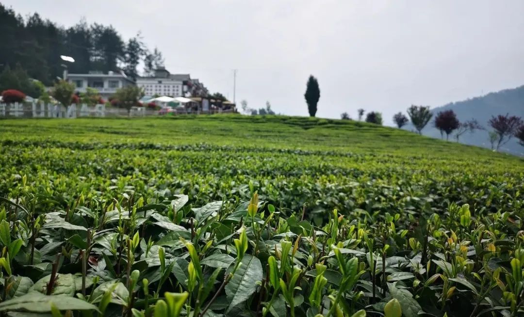 紫阳富硒茶广告词视频