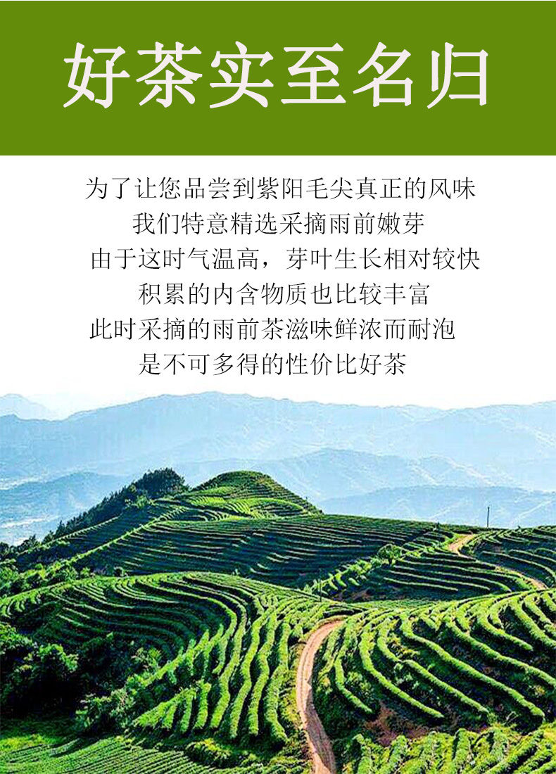 宁强雀舌和紫阳富硒茶